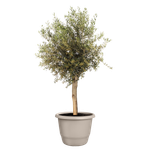 amiga rond 55cm beige champignon